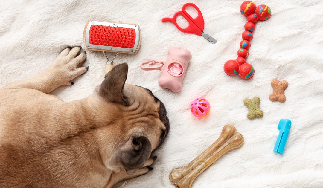 DNVB animales 2026 : Clés pour se différencier