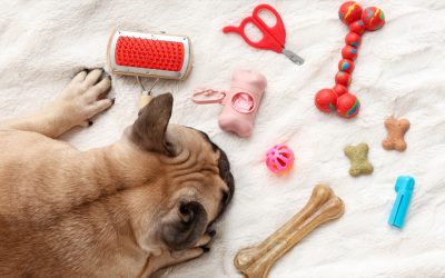 DNVB animales 2026 : Clés pour se différencier