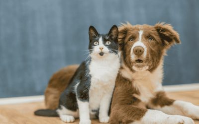 Externaliser la logistique petcare : Guide CEO 2026